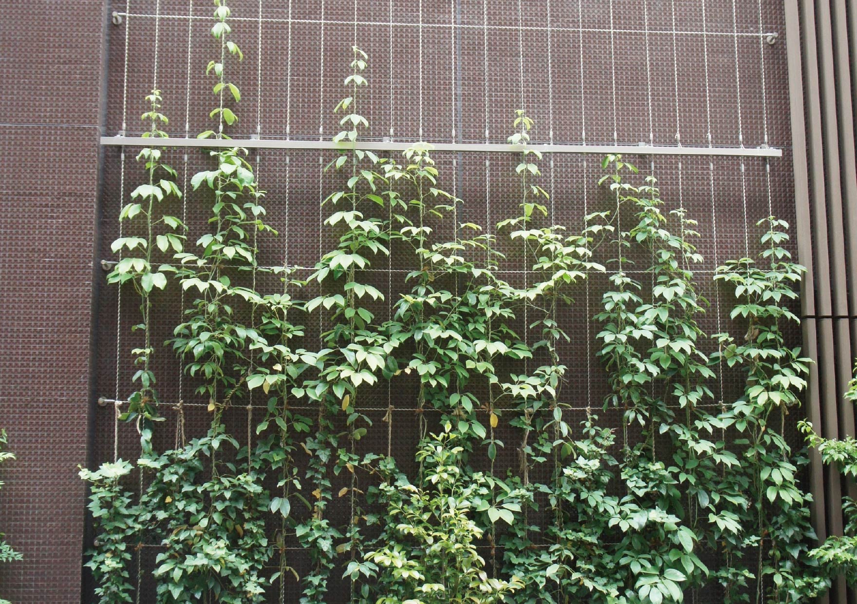 TLC壁面ワイヤー