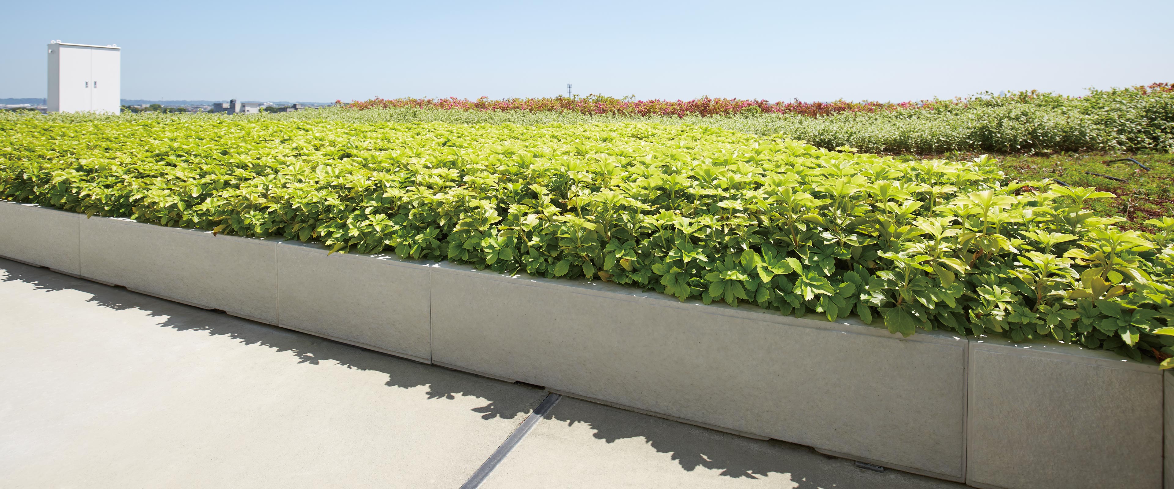 TLCパネル（カコッタ）